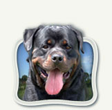 Annonces Rottweilers ...